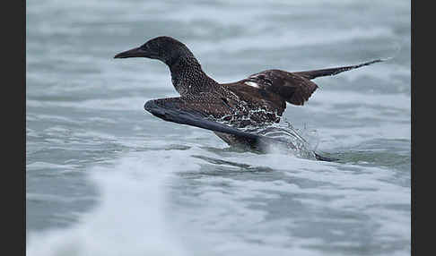 Basstölpel (Morus bassanus)