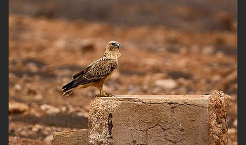 Adlerbussard sspec. (Buteo rufinus cirtensis)