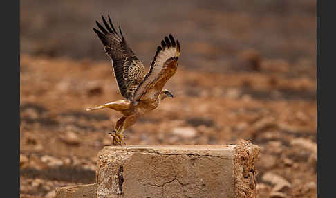 Adlerbussard sspec. (Buteo rufinus cirtensis)