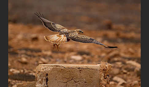 Adlerbussard sspec. (Buteo rufinus cirtensis)