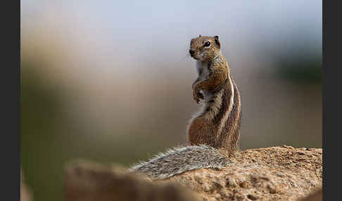 Atlashörnchen (Atlantoxerus getulus)