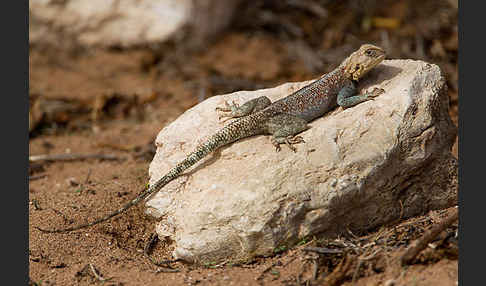 Atlasagame (Agama bibroni)