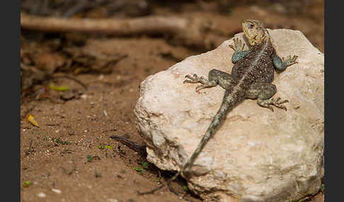 Atlasagame (Agama bibroni)