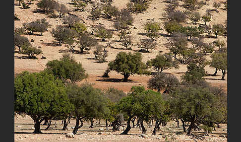 Arganie (Argania spinosa)