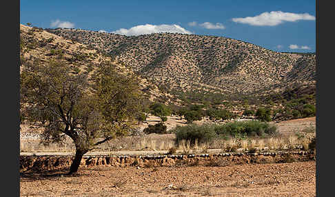 Arganie (Argania spinosa)