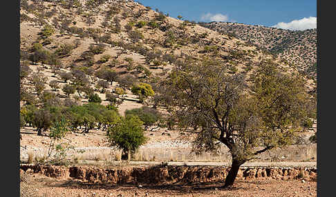 Arganie (Argania spinosa)