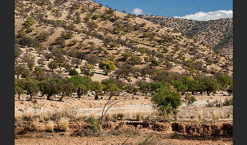 Arganie (Argania spinosa)