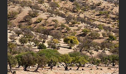 Arganie (Argania spinosa)