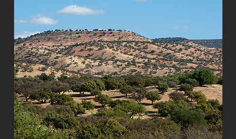 Arganie (Argania spinosa)