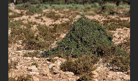 Arganie (Argania spinosa)