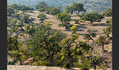 Arganie (Argania spinosa)