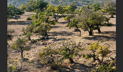 Arganie (Argania spinosa)