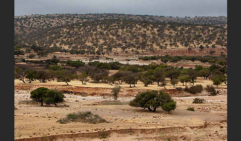 Arganie (Argania spinosa)