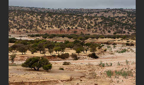 Arganie (Argania spinosa)