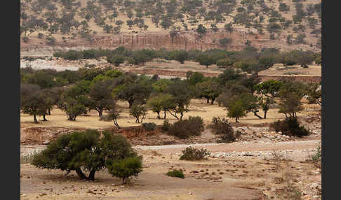 Arganie (Argania spinosa)