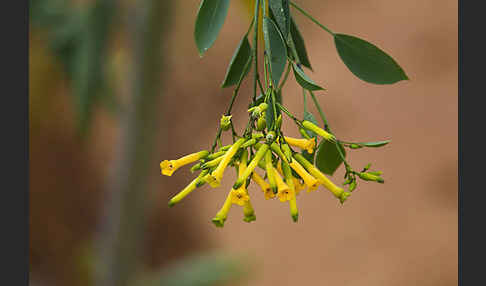 Blaugrüner Tabak (Nicotiana glauca)