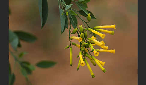 Blaugrüner Tabak (Nicotiana glauca)