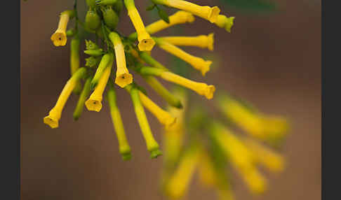 Blaugrüner Tabak (Nicotiana glauca)
