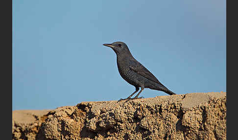 Blaumerle (Monticola solitarius)