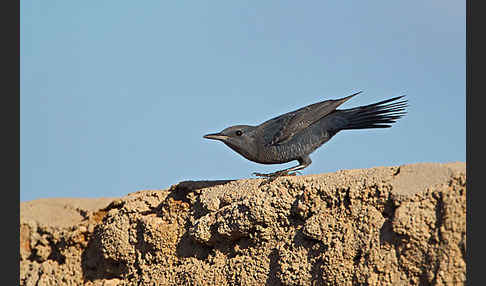 Blaumerle (Monticola solitarius)