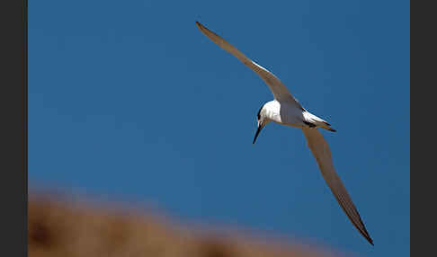 Brandseeschwalbe (Sterna sandvicensis)