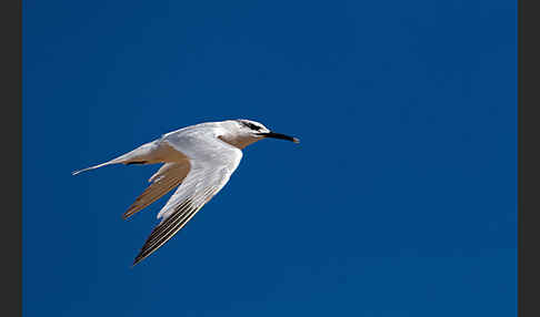 Brandseeschwalbe (Sterna sandvicensis)