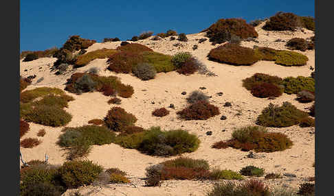 Marokko (Morocco)