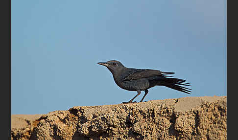 Blaumerle (Monticola solitarius)