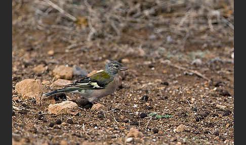 Buchfink (Fringilla coelebs)