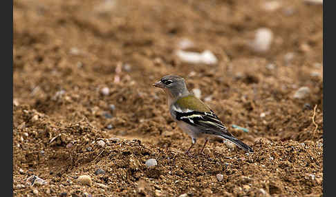 Buchfink (Fringilla coelebs)