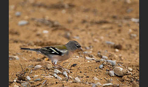 Buchfink (Fringilla coelebs)