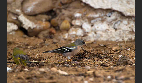 Buchfink (Fringilla coelebs)