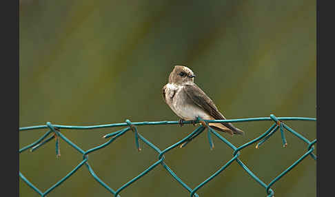 Braunkehluferschwalbe (Riparia paludicola)