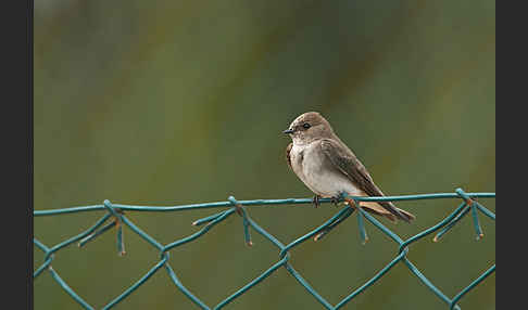 Braunkehluferschwalbe (Riparia paludicola)