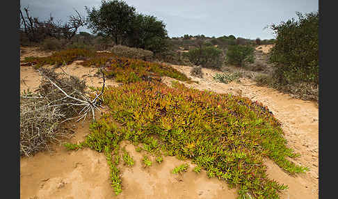 Marokko (Morocco)