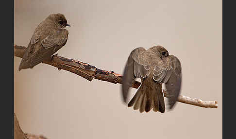 Braunkehluferschwalbe (Riparia paludicola)