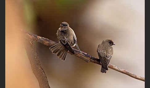 Braunkehluferschwalbe (Riparia paludicola)