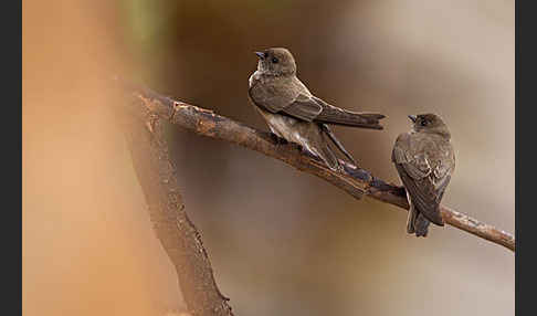 Braunkehluferschwalbe (Riparia paludicola)