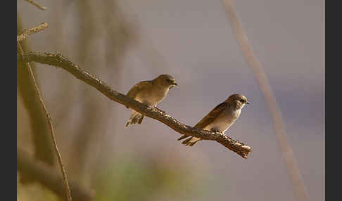 Braunkehluferschwalbe (Riparia paludicola)