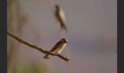 Braunkehluferschwalbe (Riparia paludicola)