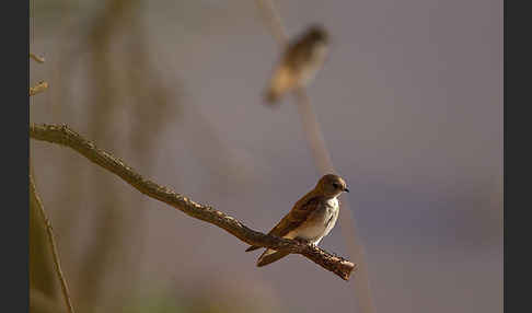 Braunkehluferschwalbe (Riparia paludicola)