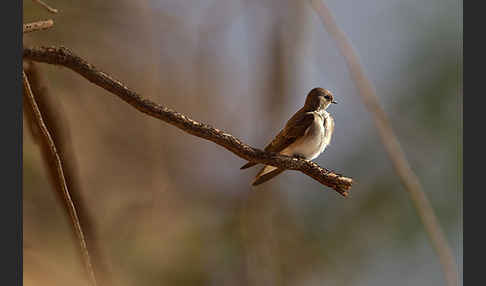 Braunkehluferschwalbe (Riparia paludicola)