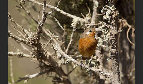 Diademrotschwanz (Phoenicurus moussieri)