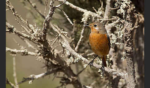 Diademrotschwanz (Phoenicurus moussieri)