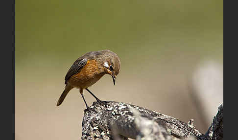 Diademrotschwanz (Phoenicurus moussieri)