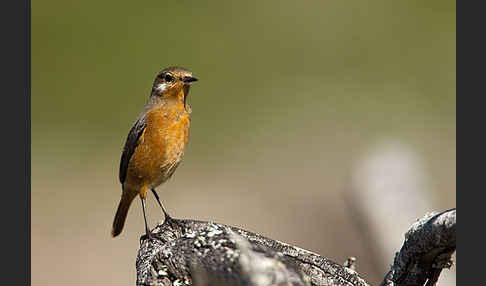 Diademrotschwanz (Phoenicurus moussieri)