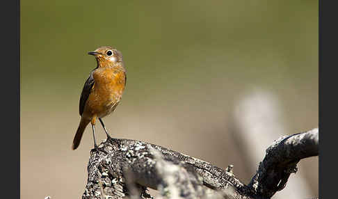 Diademrotschwanz (Phoenicurus moussieri)