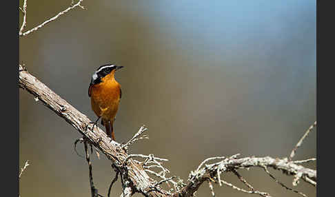 Diademrotschwanz (Phoenicurus moussieri)