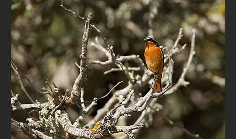 Diademrotschwanz (Phoenicurus moussieri)