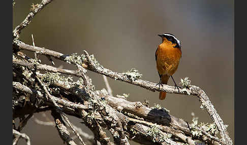 Diademrotschwanz (Phoenicurus moussieri)